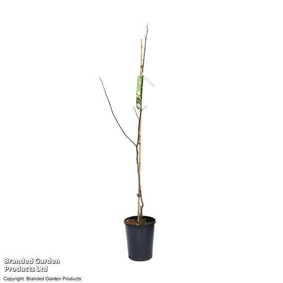 Liriodendron tulipifera 'Snow Bird'