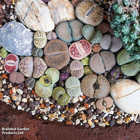 Lithops 'Gem Stones Collection' - Houseplant Seeds