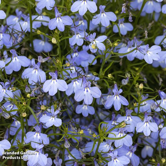 Lobelia 'Cambridge Blue' - Seeds