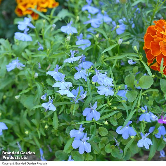 Lobelia 'Cambridge Blue' - Seeds