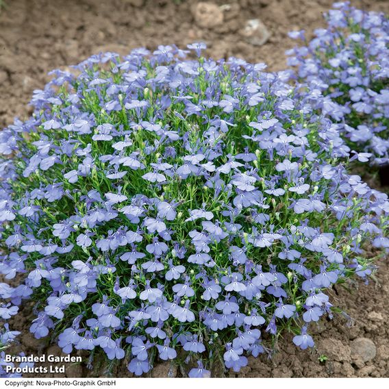 Lobelia 'Cambridge Blue' - Seeds