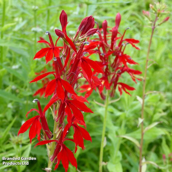 Lobelia cardinalis (Marginal Aquatic)