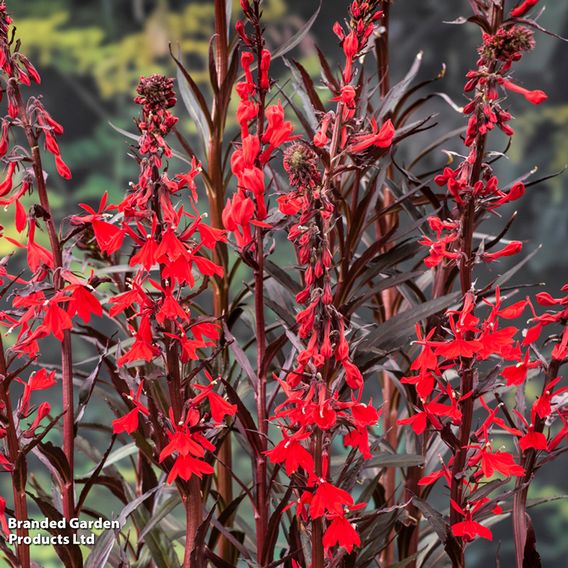 Lobelia cardinalis (Marginal Aquatic)