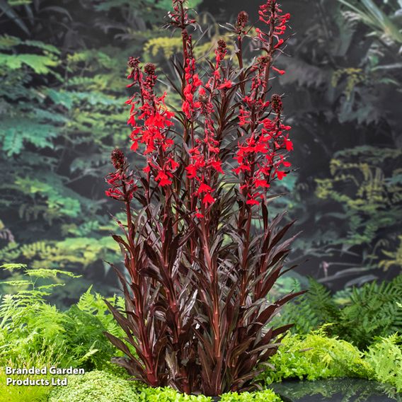 Lobelia cardinalis (Marginal Aquatic)