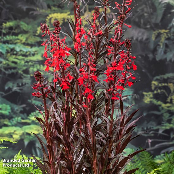Lobelia cardinalis (Marginal Aquatic)