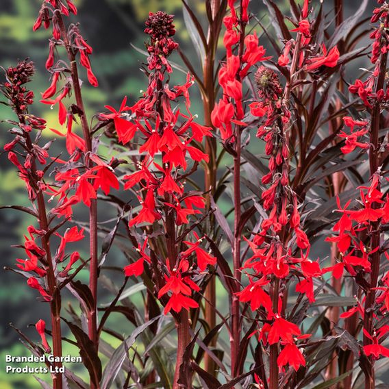 Lobelia cardinalis (Marginal Aquatic)