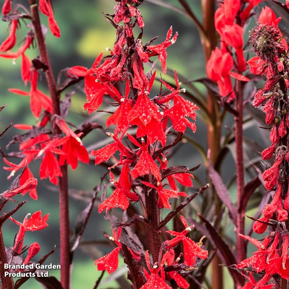 Lobelia cardinalis (Marginal Aquatic)