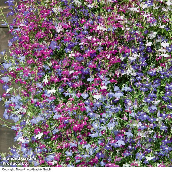 Lobelia 'Cascade Improved Mixed'