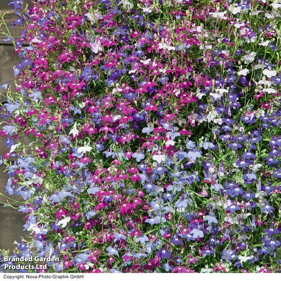 Lobelia 'Cascade Improved Mixed'