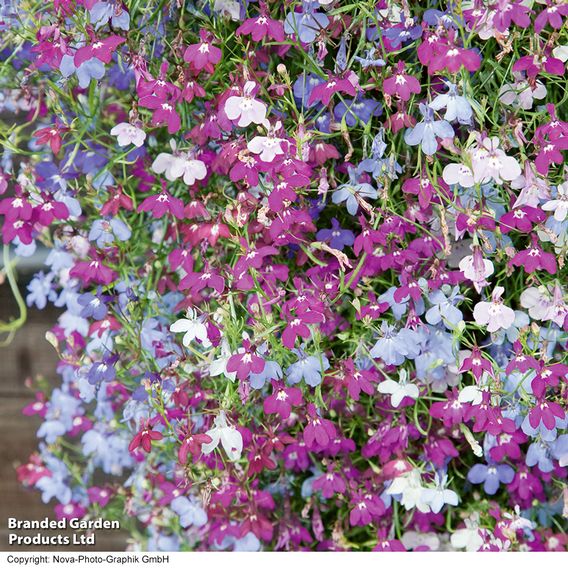Lobelia 'Cascade Improved Mixed'