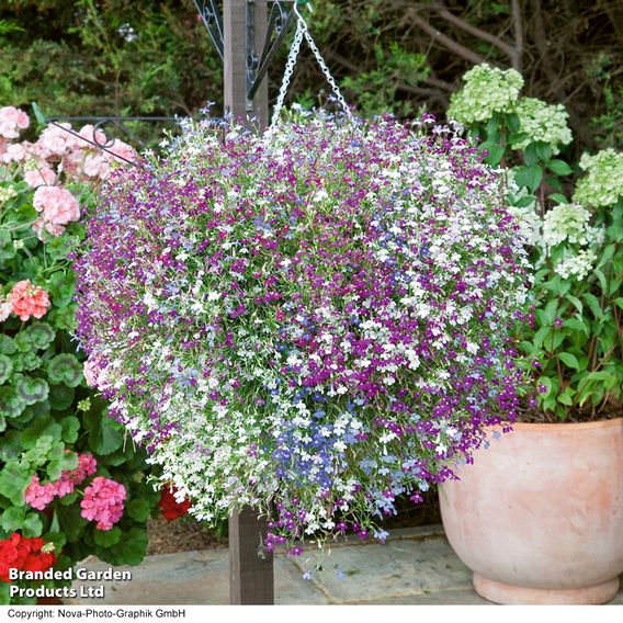 Lobelia 'Cascade Improved Mixed'