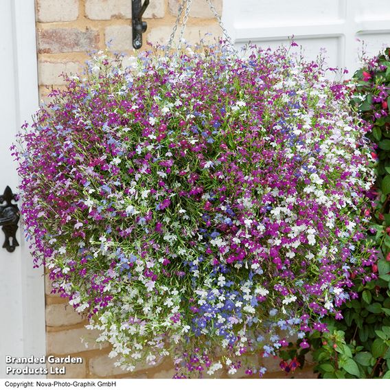 Lobelia 'Cascade Improved Mixed'