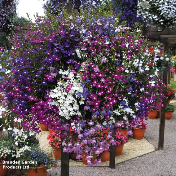 Lobelia 'Cascade Improved Mixed'