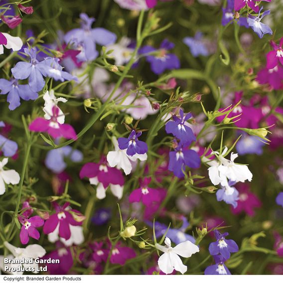 Lobelia 'Cascade Improved Mixed'