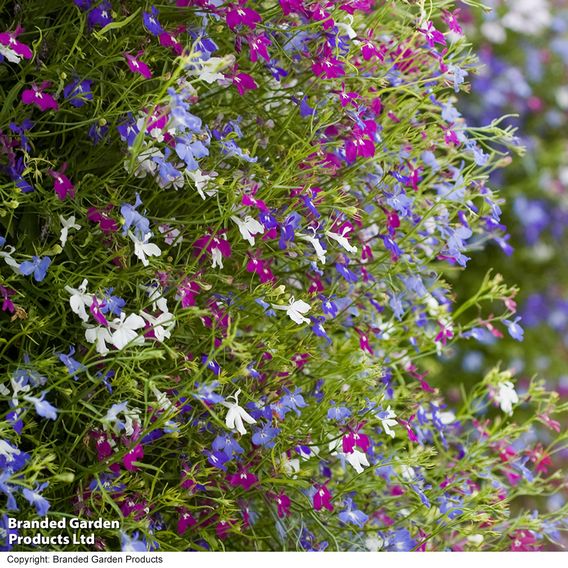 Lobelia 'Cascade Improved Mixed'