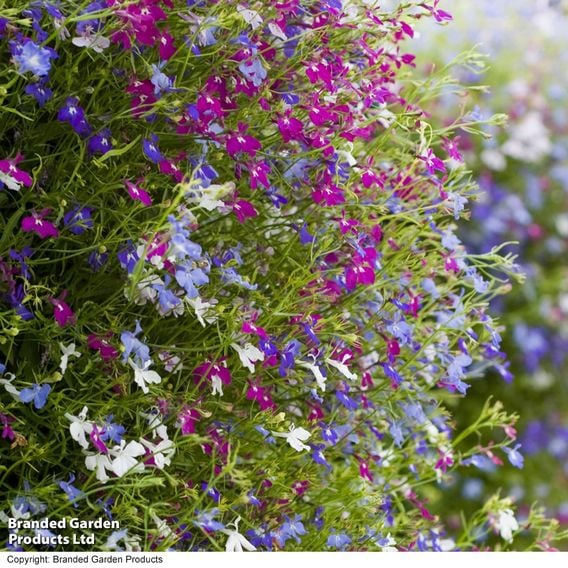 Lobelia 'Cascade Improved Mixed'