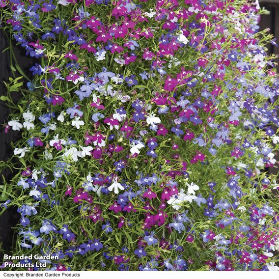 Lobelia 'Cascade Improved Mixed'