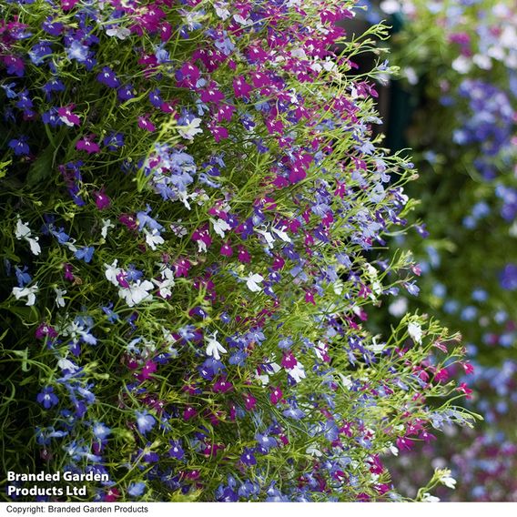 Lobelia 'Cascade Improved Mixed'