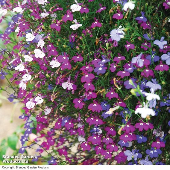 Lobelia 'Cascade Improved Mixed'