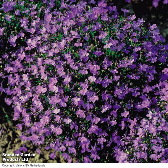 Lobelia 'Crystal Palace' - Seeds