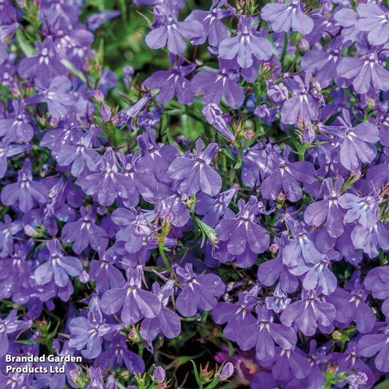 Lobelia 'Crystal Palace' - Seeds