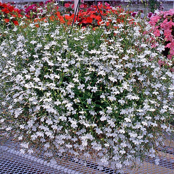 Lobelia 'Fountain White'