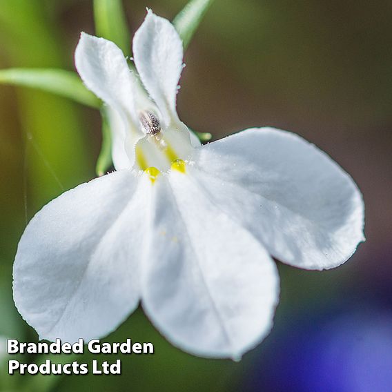 Lobelia 'Fountain White'