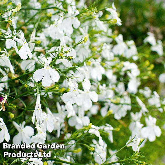 Lobelia 'Fountain White'