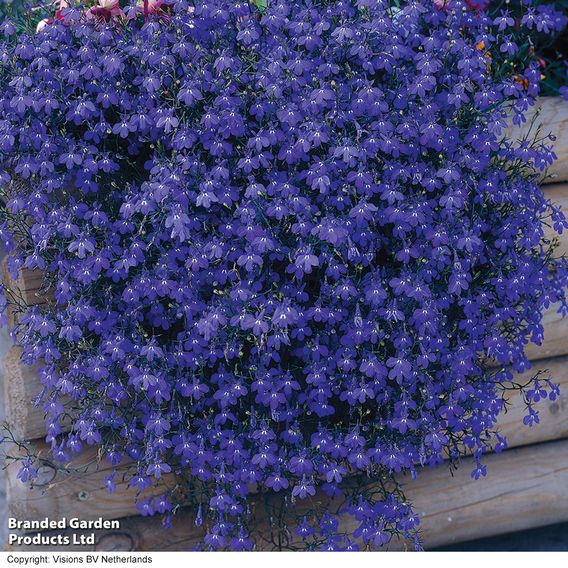 Lobelia 'Monsoon' - Seeds