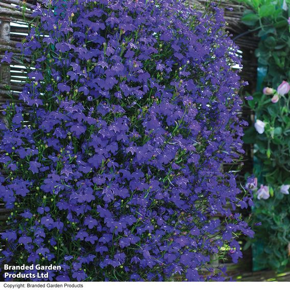 Lobelia 'Monsoon' - Seeds