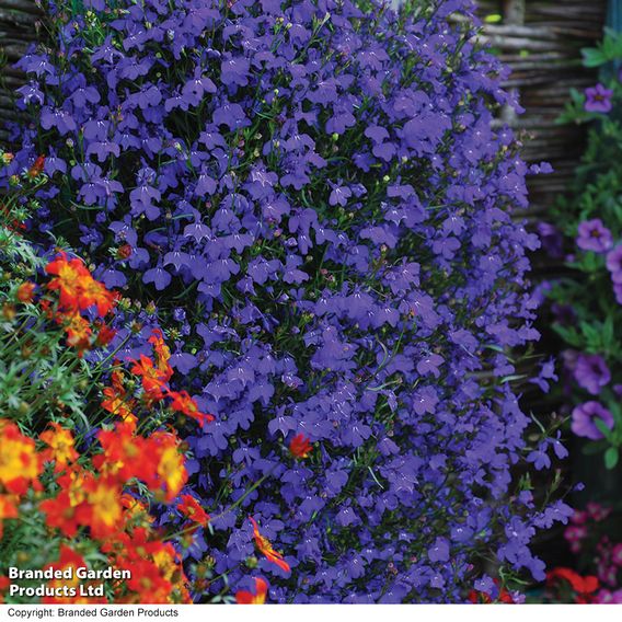 Lobelia 'Monsoon' - Seeds