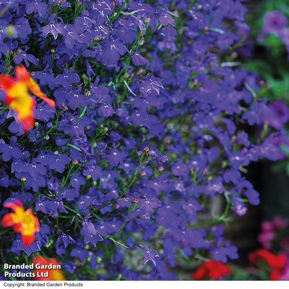 Lobelia 'Monsoon' - Seeds