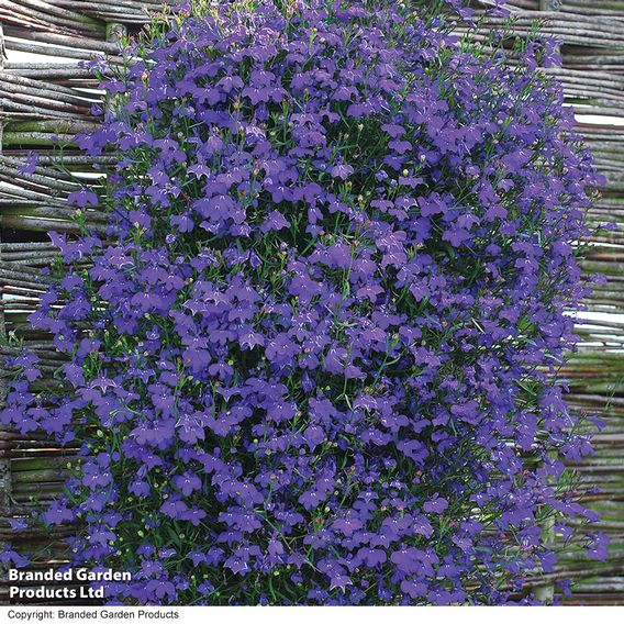 Lobelia 'Monsoon' - Seeds