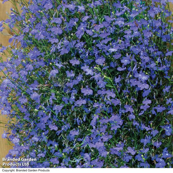 Lobelia 'Monsoon' - Seeds