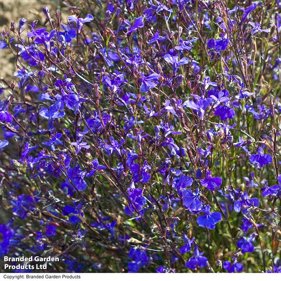 Lobelia 'Monsoon' - Seeds