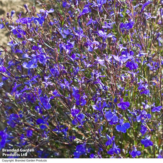 Lobelia 'Monsoon' - Seeds