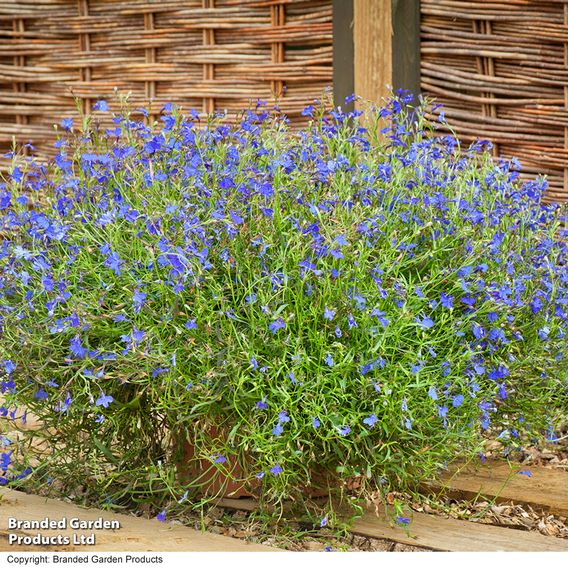 Lobelia 'Monsoon' - Seeds
