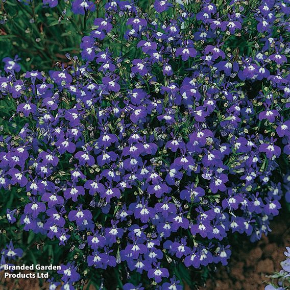Lobelia 'Mrs Clibran (Bush Variety)' - Seeds
