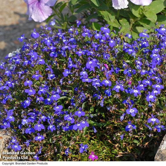 Lobelia 'Mrs Clibran (Bush Variety)' - Seeds