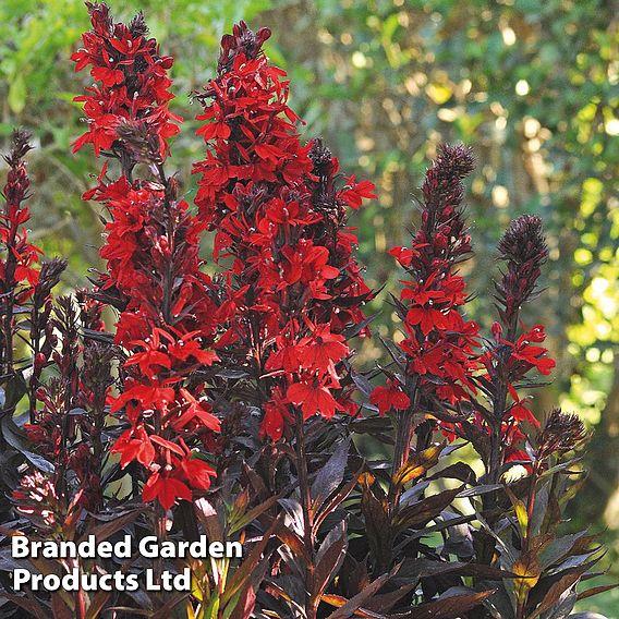 Lobelia cardinalis 'Queen Victoria'