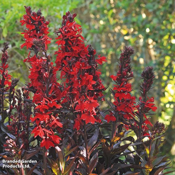 Perfect Perennial Collection