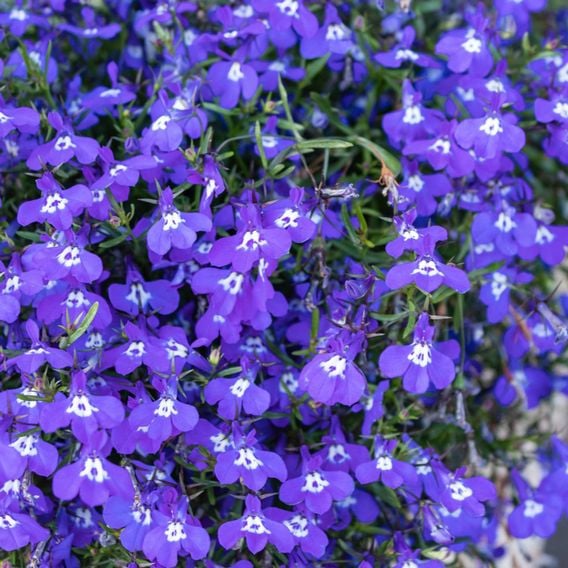 Lobelia 'Sapphire' - Seeds