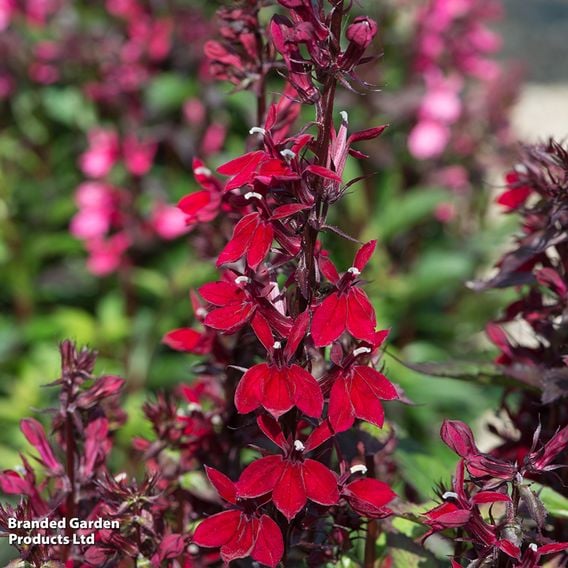 Lobelia x speciosa 'Starship Burgundy'