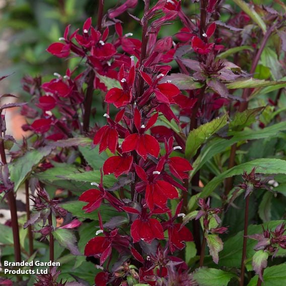 Lobelia x speciosa 'Starship Burgundy'