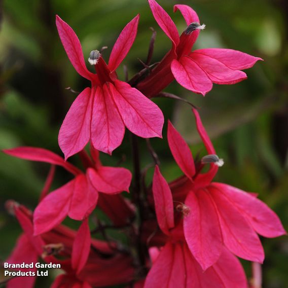 Lobelia x speciosa 'Starship Rose'