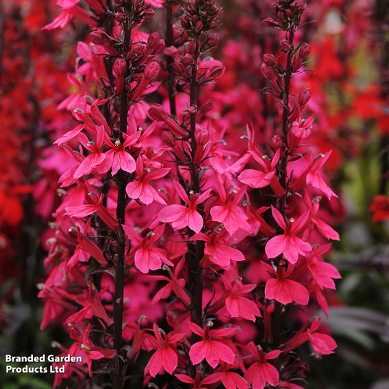 Lobelia x speciosa 'Starship Rose'