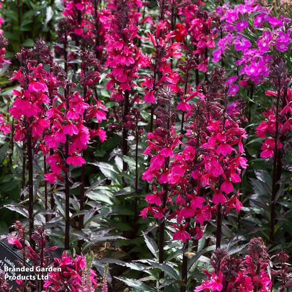 Lobelia x speciosa 'Starship Rose'