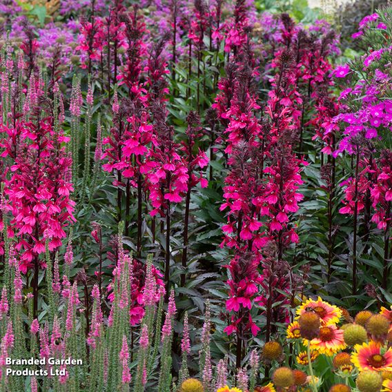 Lobelia x speciosa 'Starship Rose'