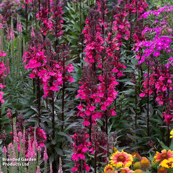 Lobelia x speciosa 'Starship Rose'