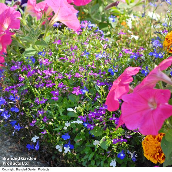 Lobelia 'String of Pearls' - Seeds
